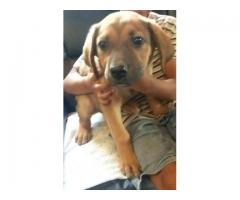 Boerboel Mix German Shepherd Puppies for sale