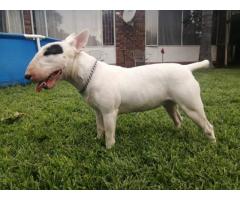 Bull Terrier pups for sale in Pretoria - SOLD