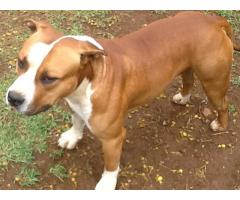 Amstaff puppies for sale KUSA registered (American Staffordshire Terrier)