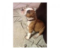 Amstaff puppies for sale KUSA registered (American Staffordshire Terrier)