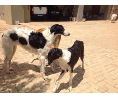 Borzoi puppies