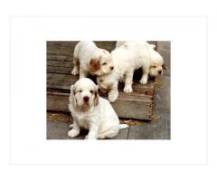 Clumber Spaniel - Charlie - Medium - Female - Male - Puppies